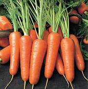 морковь,  морковь,  морковь оптом