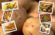 Картофель семенная и едовая
